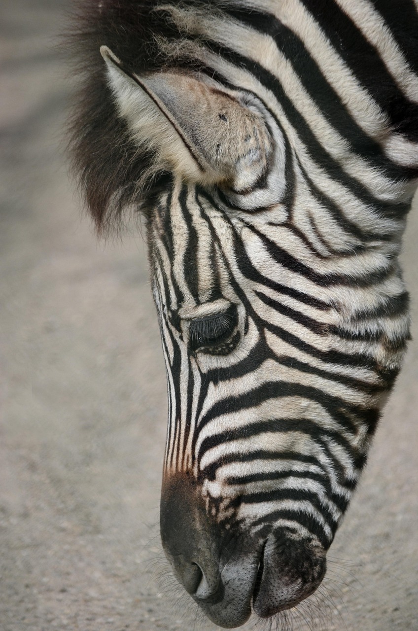 plains zebra, head, zebra, close up, steppe, animal, black-and-white, horses, strip, africa, ungulate, zebra baby