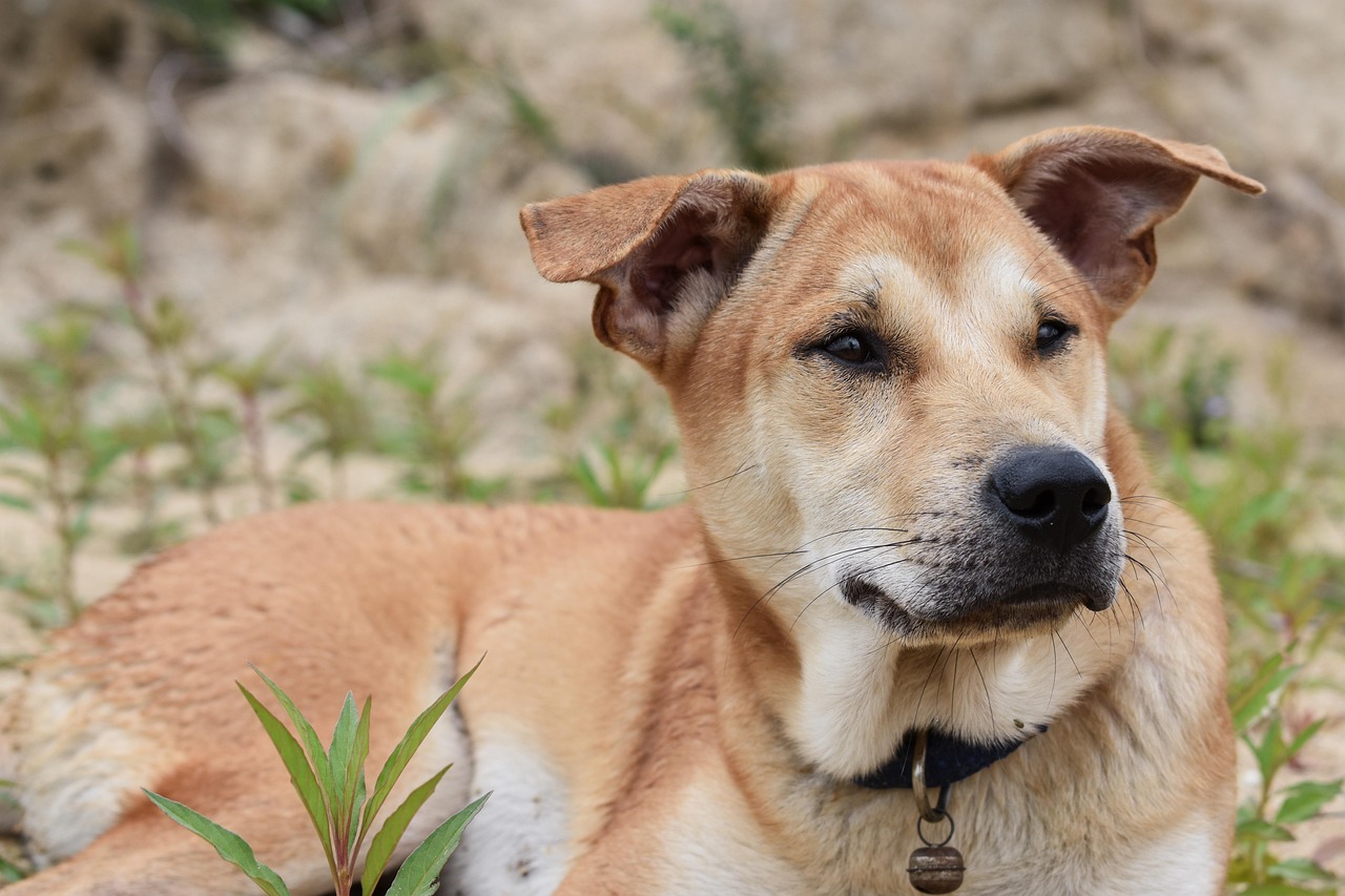 dog, laying down, collar, brown, animal, pet, gass