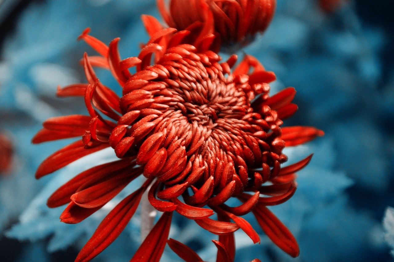 chrysanthemum, autumn chrysanthemum, daisy 2