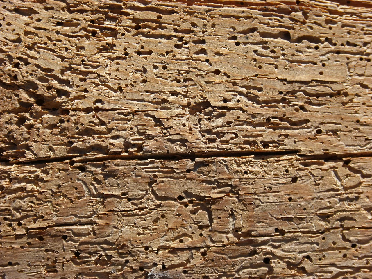 wood, woodworm, rotten, old wood, texture, background, rotten wood