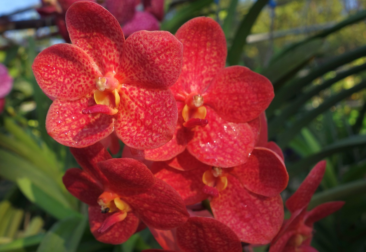 orchid, orchidea, red, plant, flower, decorative, nature, beauty, blossom, bloom, tropical, close up, petals, flora, macro, beautiful