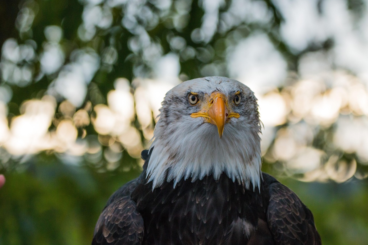 bald eagle, haliaeetus leucocephalus, eagle, raptor, birds of prey, bird, feathers, plumage, close up, nature, beak, white-tailed eagle, coat of arms of bird, heraldic animal, usa, schabel, falconry, majestic