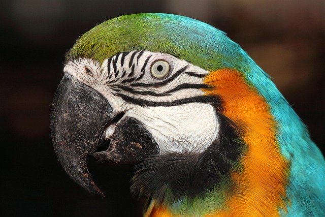 Image for The Lisbon Zoo: A Family-Friendly Attraction