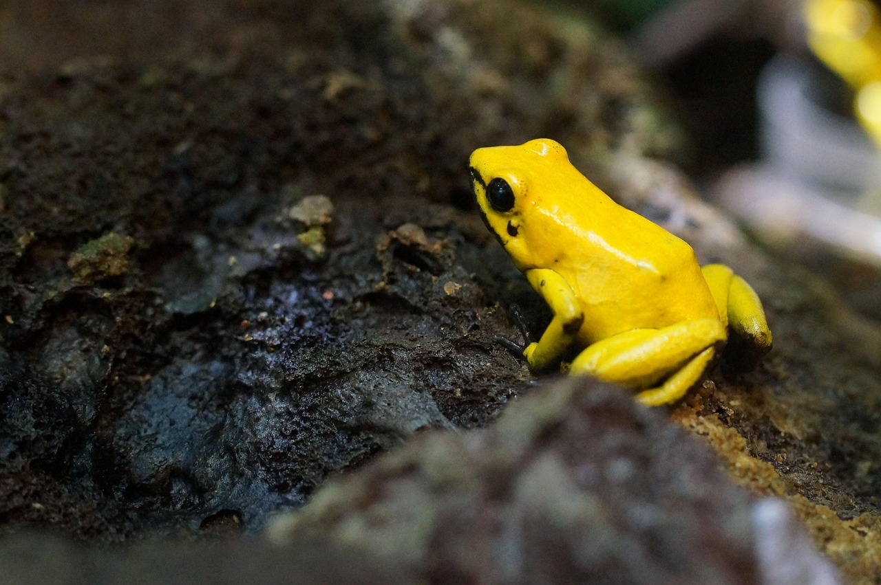 poison dart frog, amphibian, small