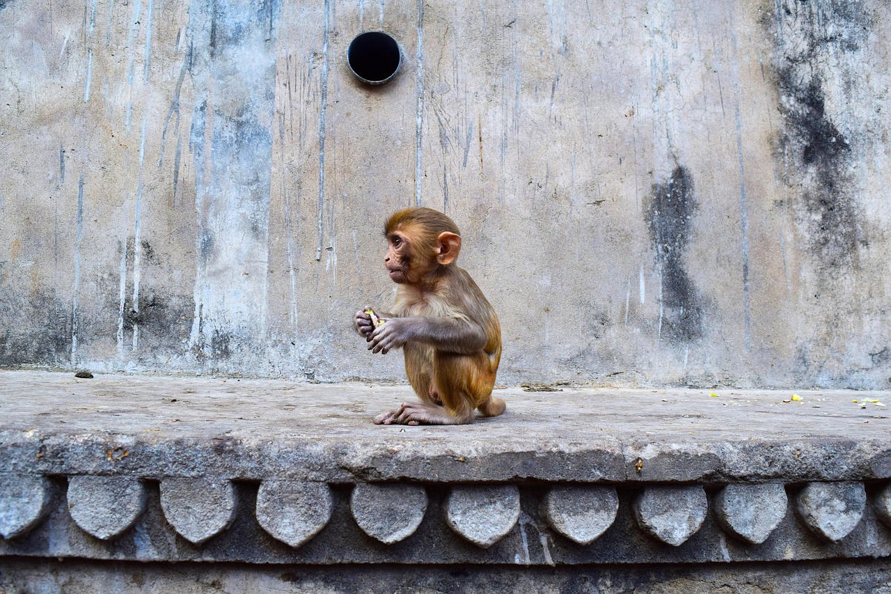 jaipur, india, monkey, temple, animal, world, gray world