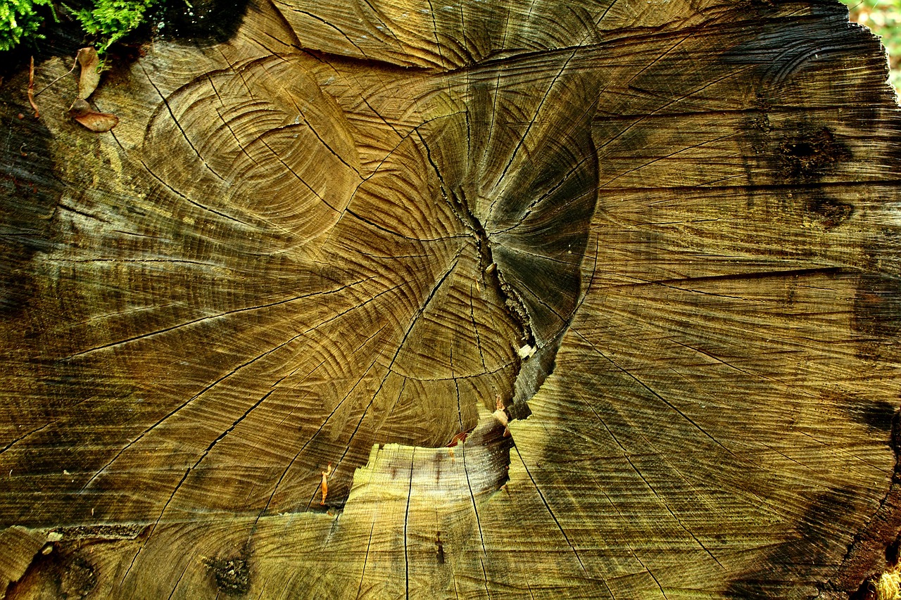 drink, stump, tree, deforestation, nature, sawing