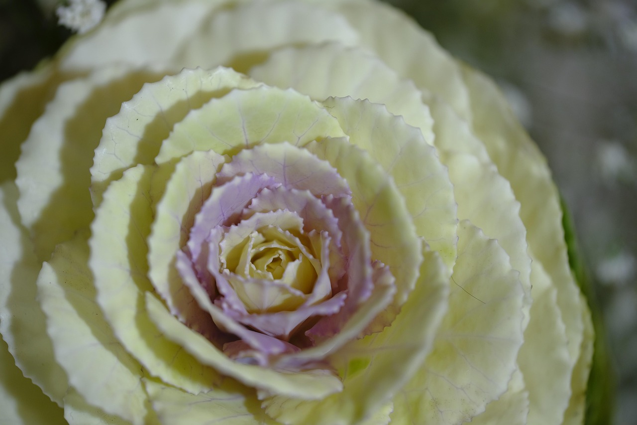 flower, bloom, botany, blossom, growth, plant, petals, hundred-petalled rose, provence-rose, centifoil, rose, cabbage rose