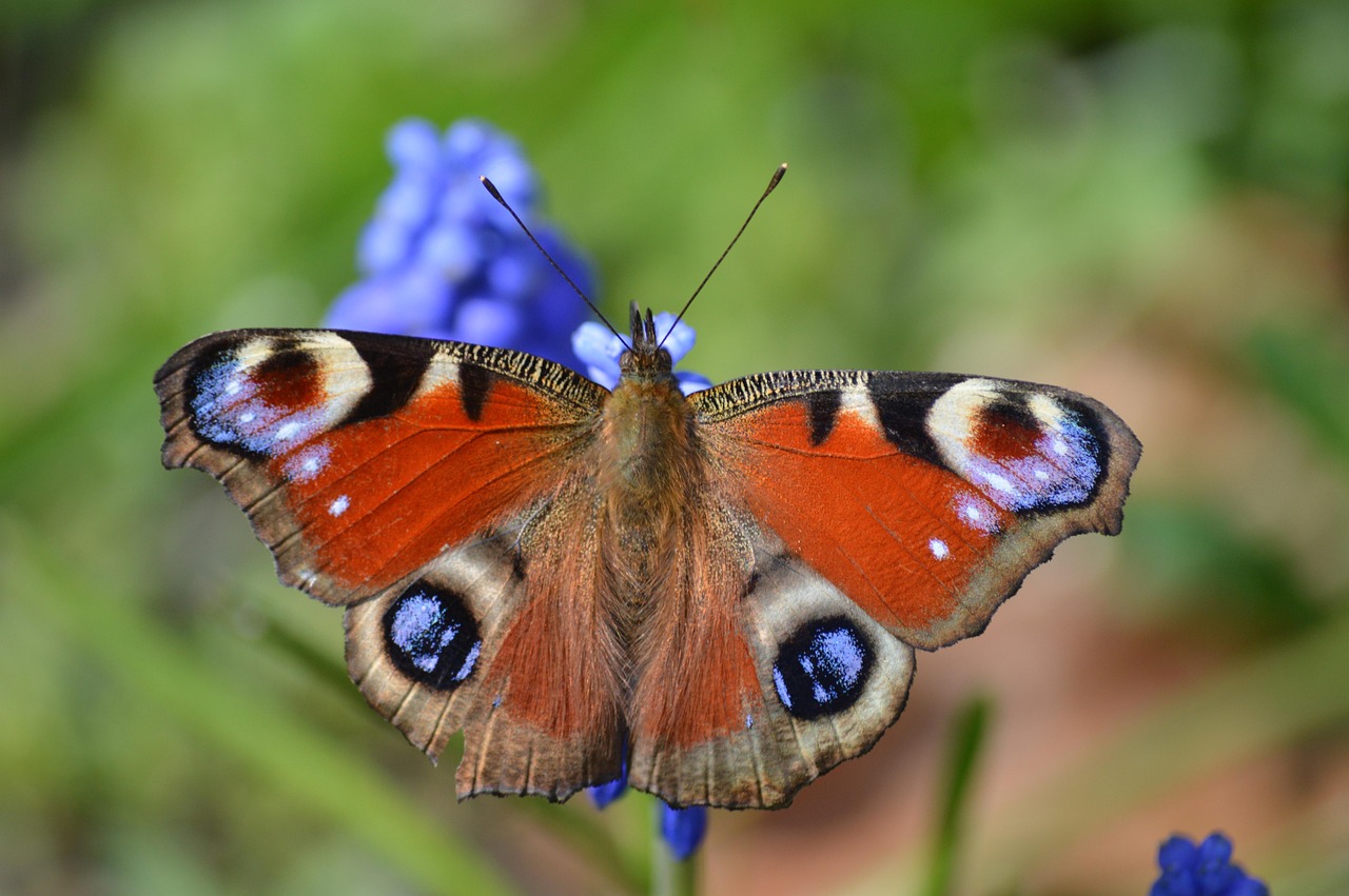 butterfly, peacock butterfly, insect, close up, blossom, bloom, pearl hyacinth, spring, wildlife, animal, edelfalter, macro, nature, fauna, aglais io, wing, multi coloured