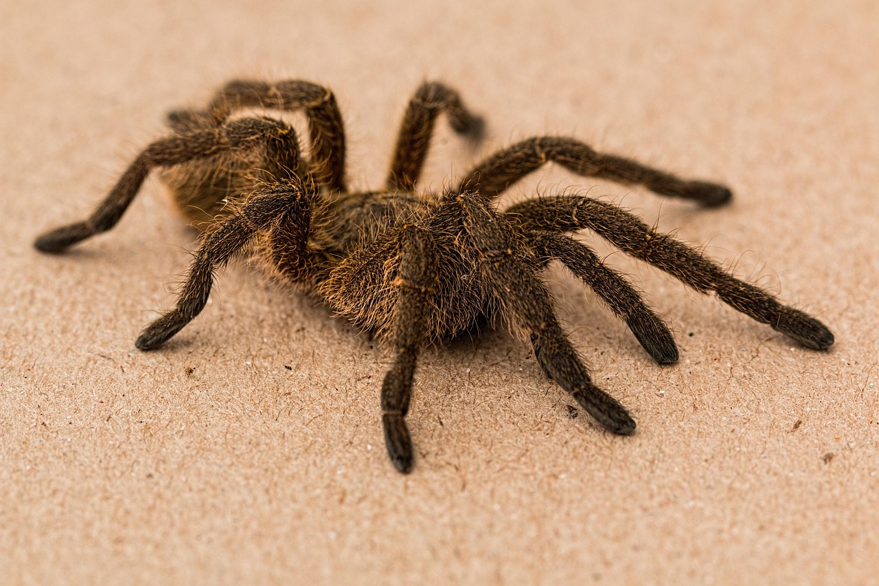 spider, tarantula, baboon spider, arachnid, hairy, poisonous, creepy crawly, phobia, arachnophobia, bug, venomous, harpactirinae, bite, invertebrate