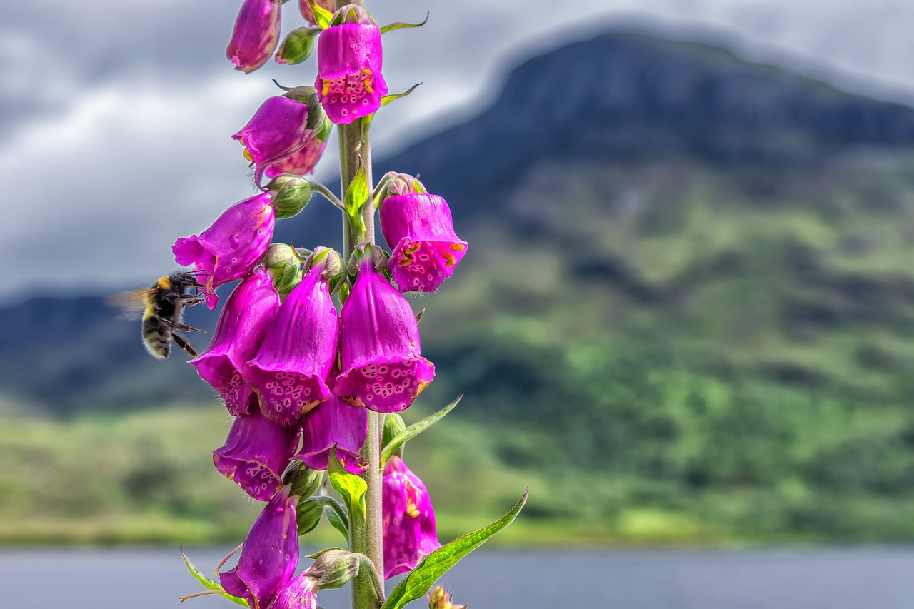 plant, thimble, poisonous, red, nature, close up, common foxglove, blossoms, poisonous plant, bumblebee, detail, mountains, beautiful, fatal