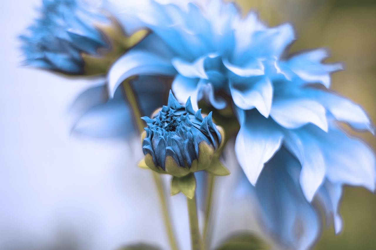blue, flower, bloom, blossom, summer, garden, spring, rain, blue rain