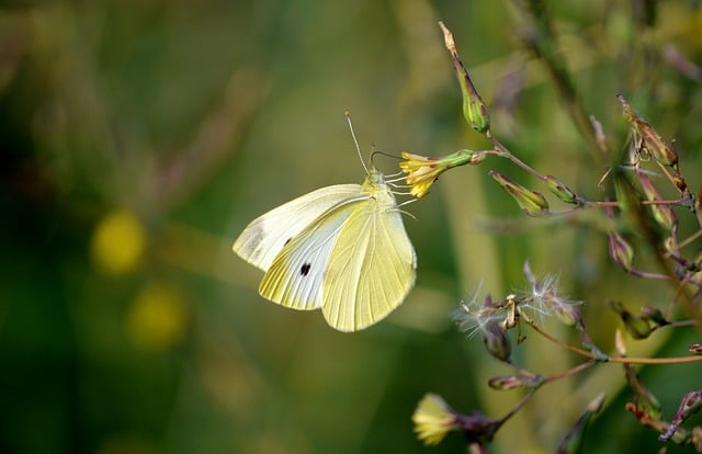butterfly, little cabbage white butterfly, white, insect, entomology, garden, nature, blossom, bloom, animal, nectar, edelfalter, foraging, floral background, flower wallpaper, hd wallpaper, nature wallpaper, butterflies, wildflowers