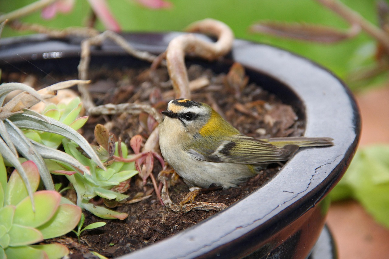 firecrest, bird, animal, common firecrest, small bird, passerine bird, garden, nature, closeup