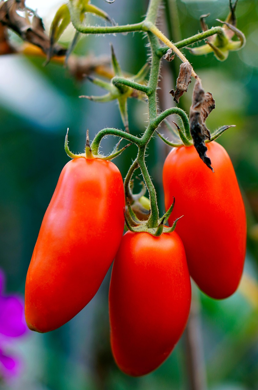 tomatoes, ripe, vegetables, red tomatoes, harvest, produce, organic, fresh, food, fresh tomatoes, fresh vegetables, ripe tomatoes