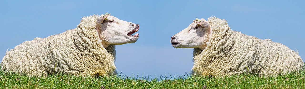 sheep, communication, to discuss, dispute, to speak, naughty, conversations, discussion, to quarrel, fun, communicate, bleat, talk, wool, animal, nature