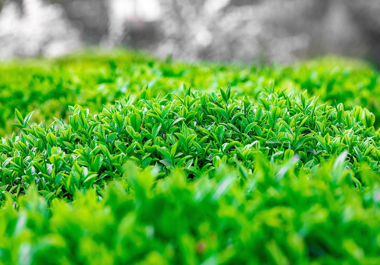 tea, green, organic, natural, nature, çay, yeşil, doğa, bitki, yaprak, bahçe, rize, huzur