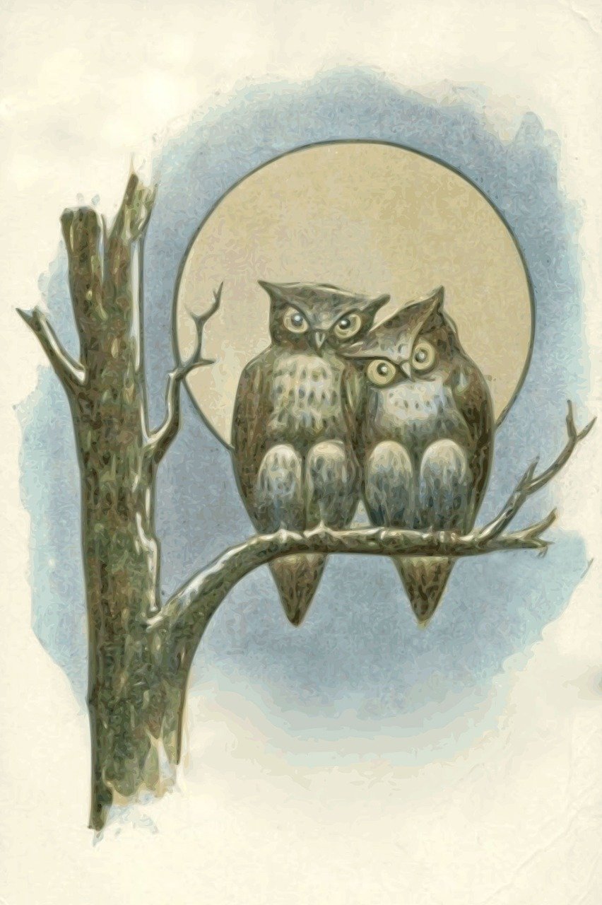 owls, night, moon, full moon, nocturne, nature, dark, dingy, halloween