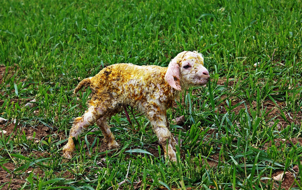 goat, newborn, ankara angora goats, baby angora goat, ayas, ankara
