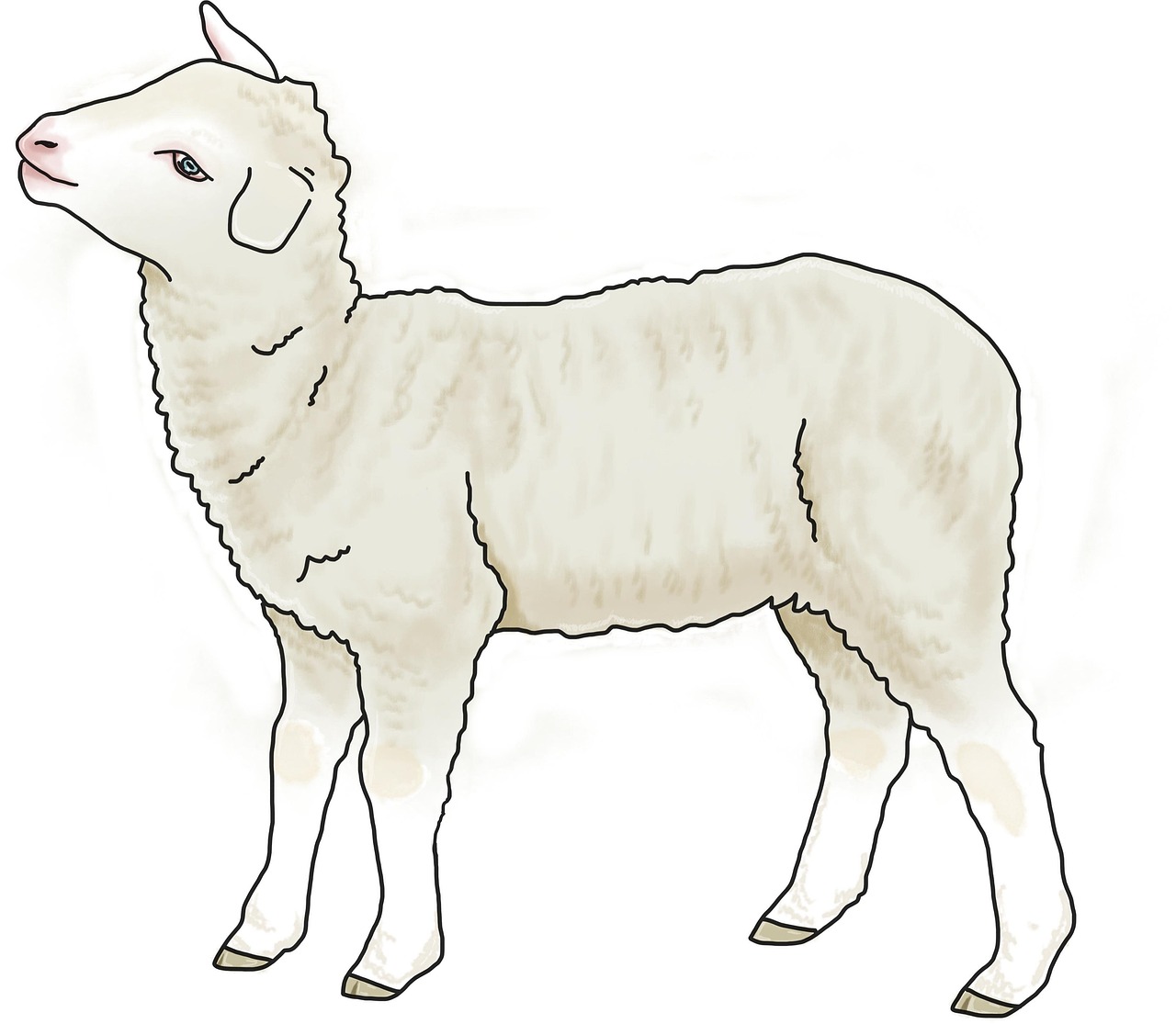 lamb, sheep, animal, livestock, young animal, wool, passover lamb, cute