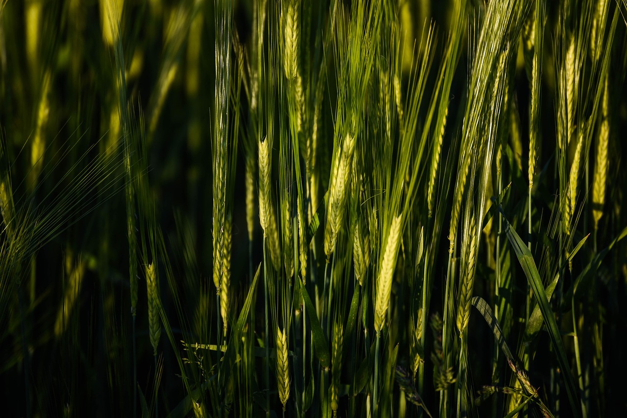 cornfield, summer, wheat, field, agriculture, grain, nature, gold, sun, food, plant, kornfeld, weizen, sommer, cereals