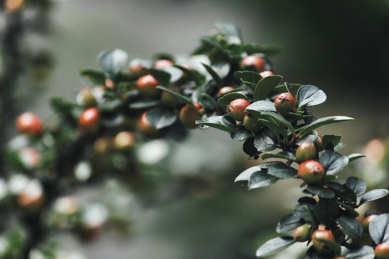 shrub, leaves, branch, berry, nature, green, close up