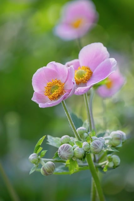 anemone, nature, beautiful flowers, blossom, bloom, flora, flower, petals, plant, flower background, flower wallpaper, garden, ornamental plant, pink