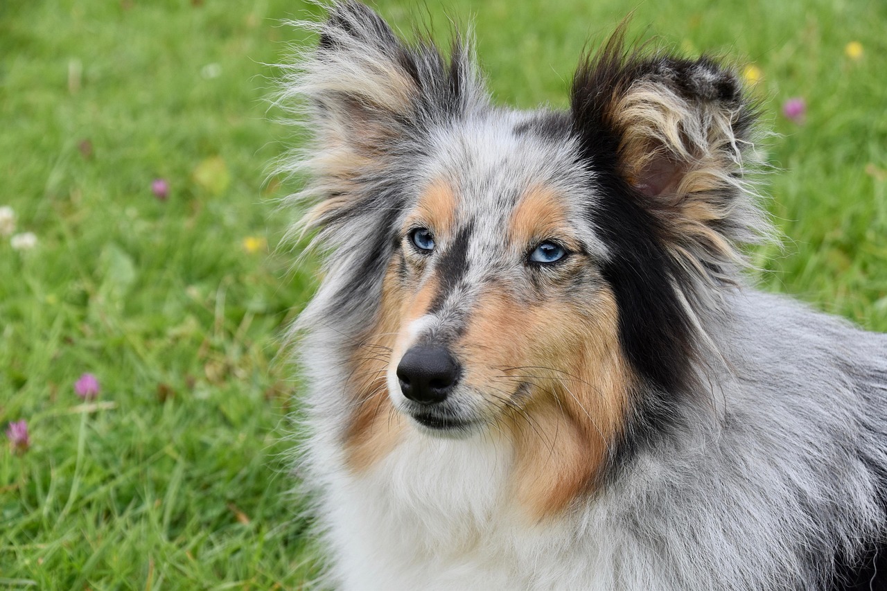 dog, bitch shetland sheepdog, color blue merle, animal, doggie, canine dog nobility, canine, black truffle, dog with blue eyes