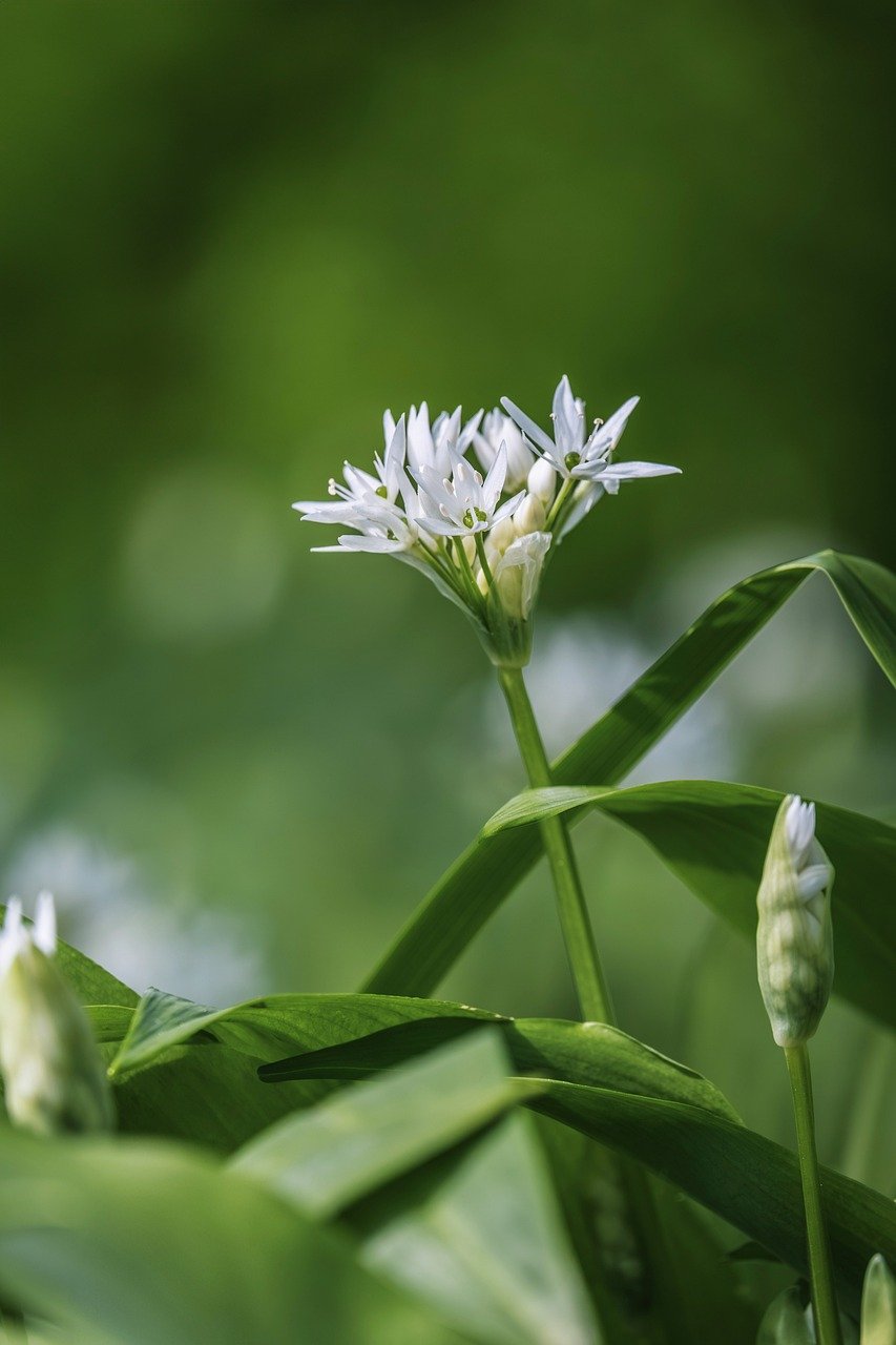 wild garlic, forest garlic, plant, forest, medicinal plant, blossom, bloom, white, odor