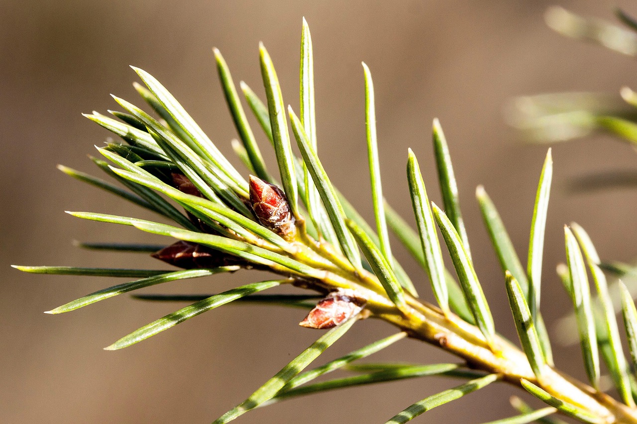 pine needles, spring, beginning of spring, spruce, picea, genus, pine family, pinaceae, common spruce, picea abies, boy shoots, flat branch, evergreen, needle-shaped leaves, needles, tree, sapling, conservation, macro, close up, nature, growth, flora, plant, plants, wild plant