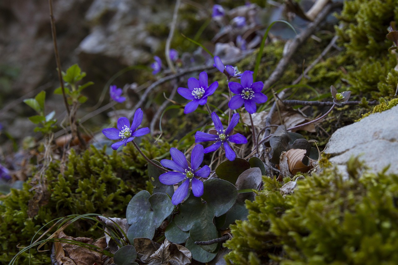harbinger of spring, liverflower, hahnenfu greenhouse, common liverwort, anemone hepatica, spring, forest floor, bloom