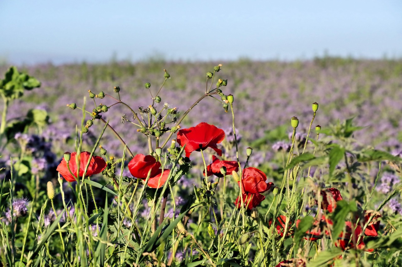 poppy, phacelia, nature, summer, wildflowers
