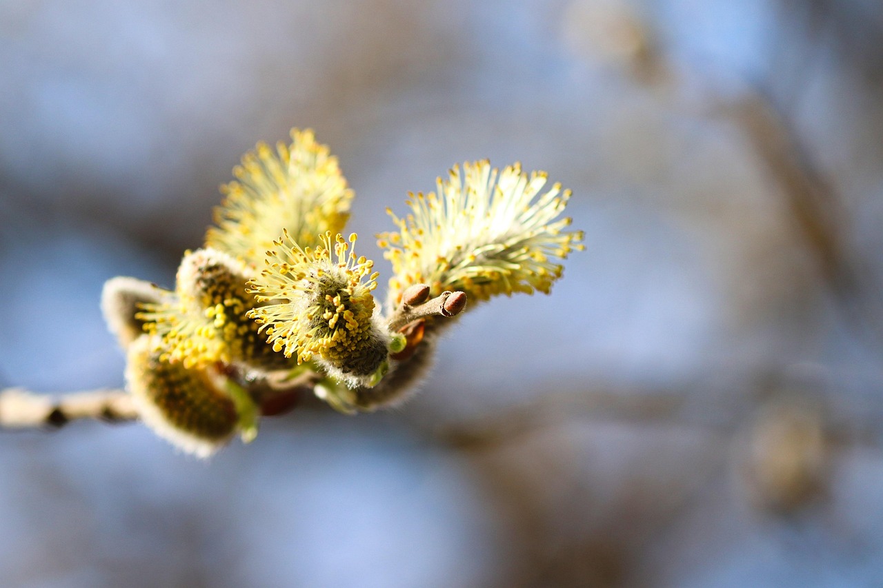 willow catkin, close up, early bloomer, willow-catkin, spring, nature, blossom, bloom, willow plant, flora, macro