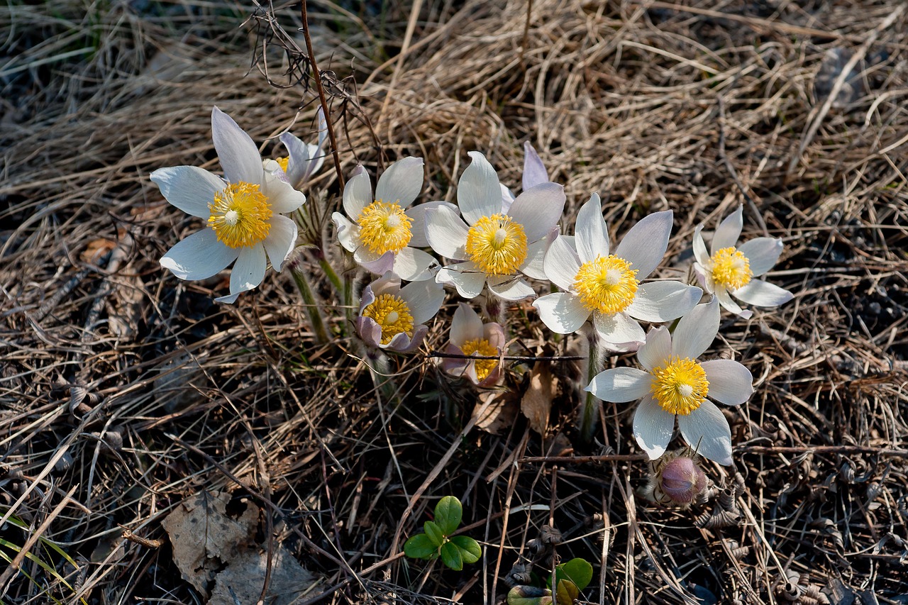 flowers, pulsatilla vernalis, nature, stamens, petals, forest, spring, bloom, blossom, botany, plant, growth, macro