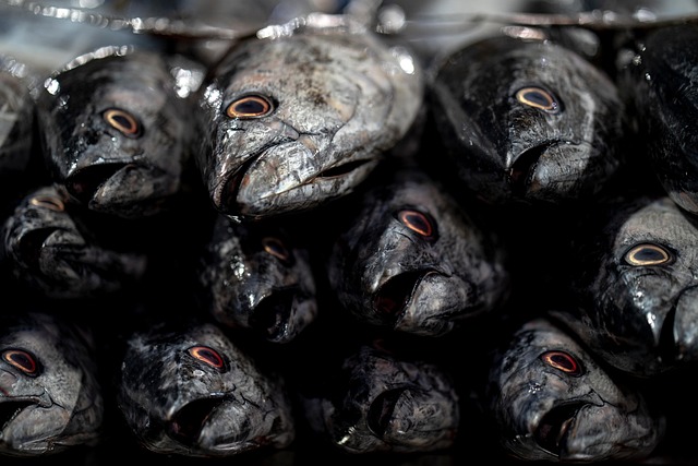 fish, fish food, fish market, animal, nature, sea, sea market, food, fish head, grey, gray