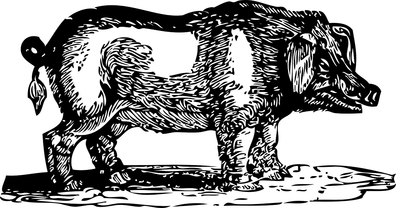 boar, pig, wild, hog, animal, mammal