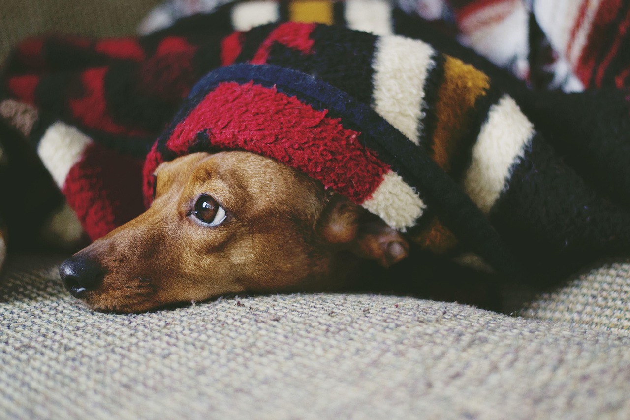 dog, puppy, sleep, sleeping, laying down, pet, cozy, cute, adorable, weiner dog, dachshund