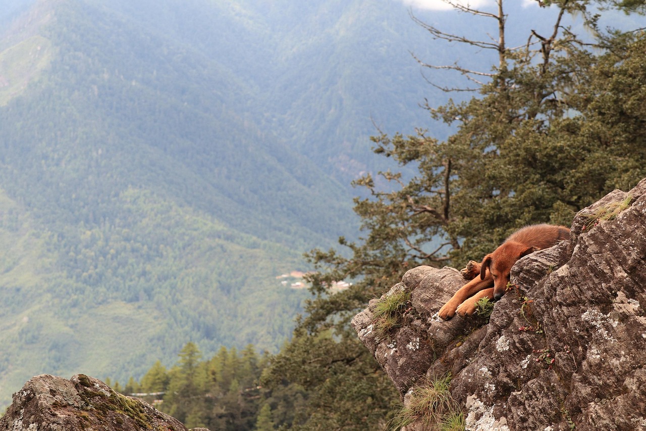 nature, mountain, sky, landscape, outdoors, travel, tree, rock, wood, panoramic, hike, tourism, scenic, environment, sight, high, stray dog, stray, animal, canine, puppy, mutt, furry, doggy, pooch, homeless, tiger's nest, paro, bhutan, himalayas, bhutanese, taktshang, asia, hound, cute, mongrel, sleep, sleeping, dog, lying, rest, alone, sadness, sad, tired, brown
