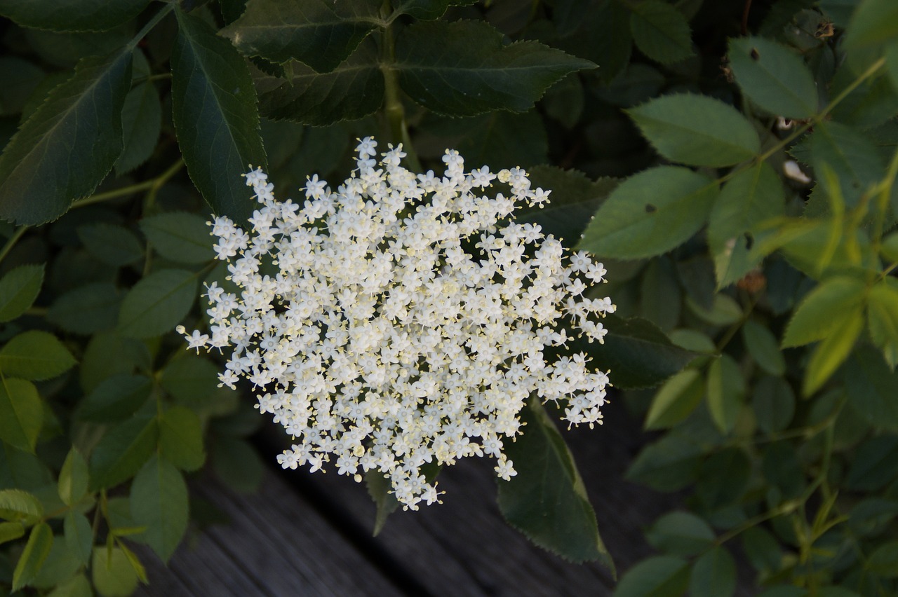 elder, elderflower, blossom, bloom, white, shrub, holder bush, holler, vitamins, plant, summer, syrup