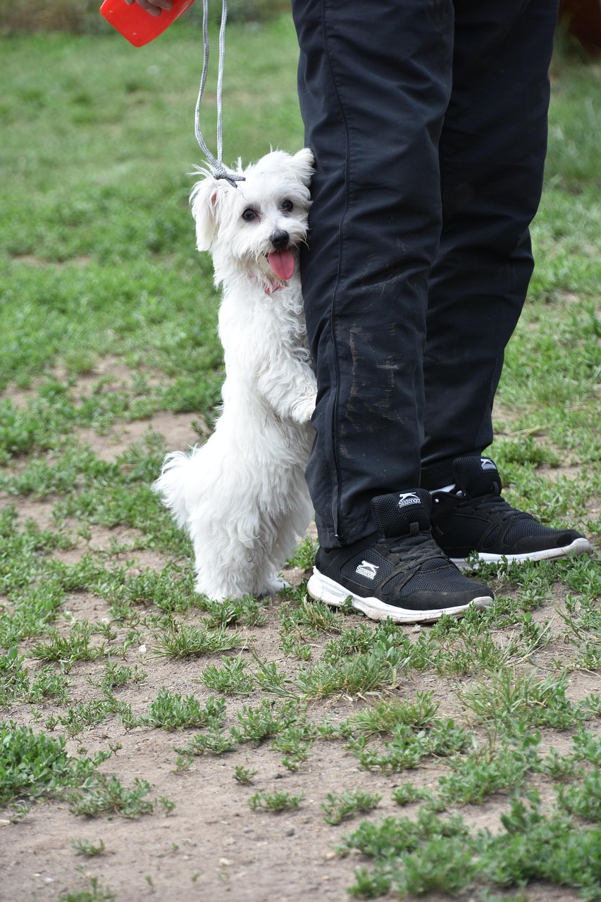 dog, puppy, pet, animal, cute, kutyus, funny, happy leashes, too, education training