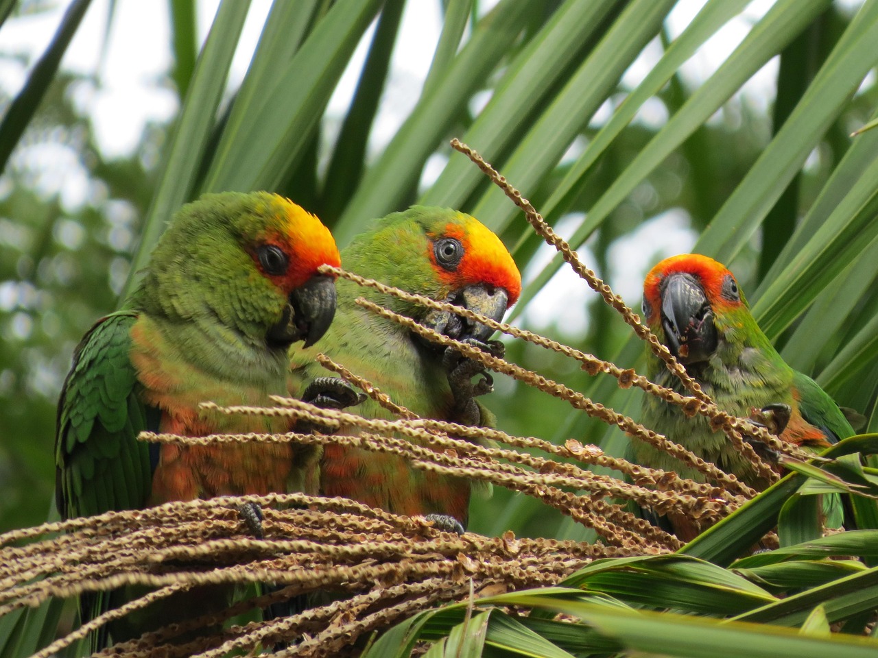 parrot, birds, animals, nature, maritaca, wildlife, fauna, wallpaper