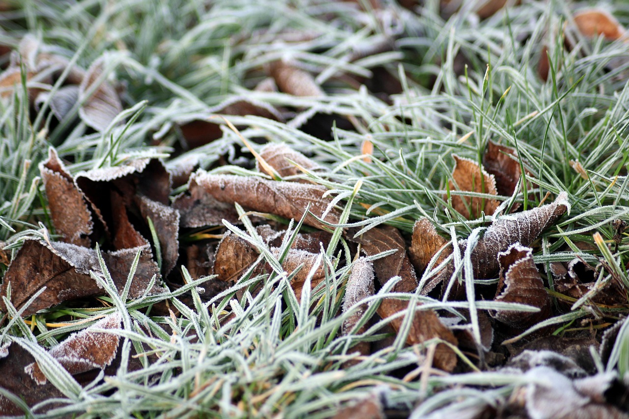 frost, winter, january, frozen, figure, white, cold