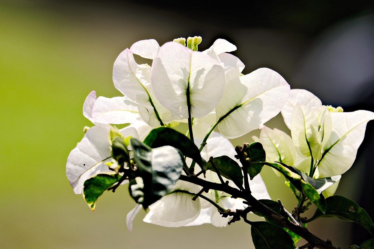 white bougainvillea, bougainvillea, flowers, white flowers, garden, flora, nature