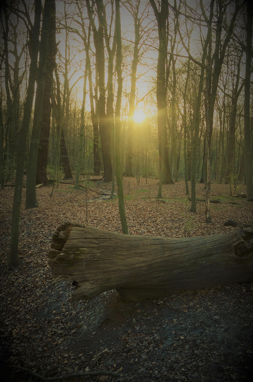 forest, dusk, sunbeams, trees, marienthal, hamburg, wandbek, nature, landscape, hamburgensia