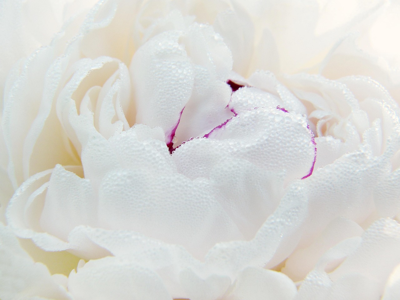 peony, flower, white flower, petals, white petals, bloom, blossom, flora, plant, nature, close up