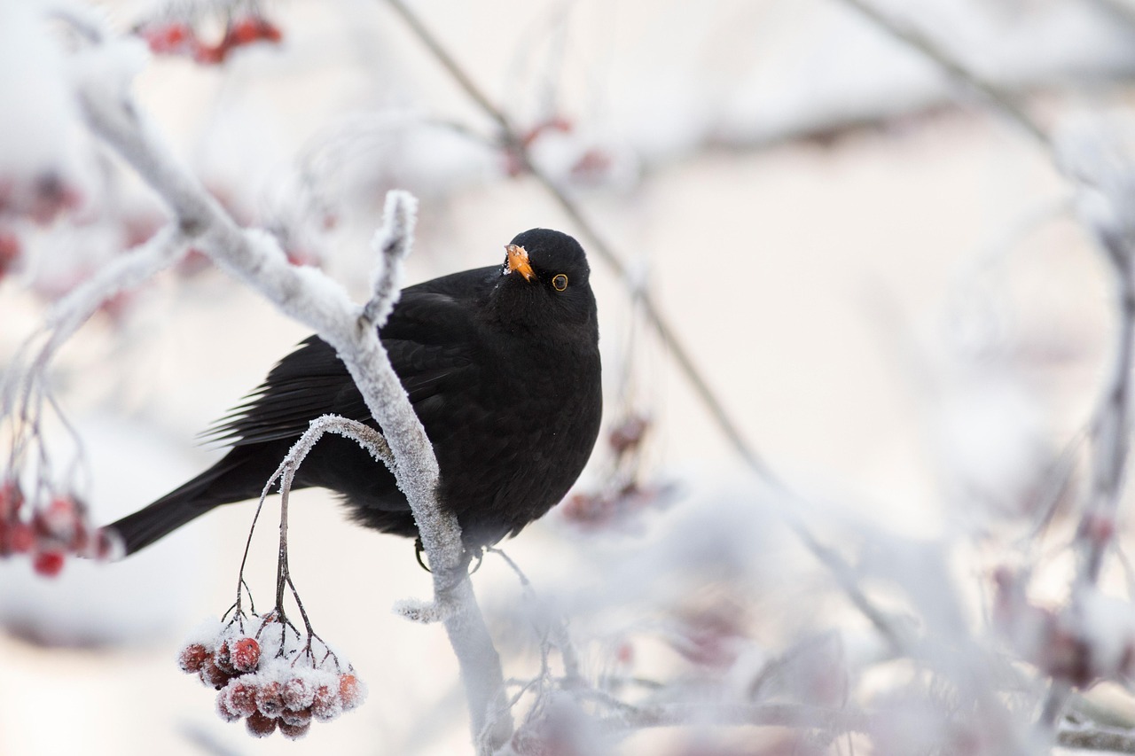 blackbird, bird, perched, perched bird, black feathers, plumage, snowy, hoarfrost, wintry, winter, ave, avian, ornithology, bird watching, fauna, wildlife, animal world, finland, turdus merula, rowan berries, rowan tree
