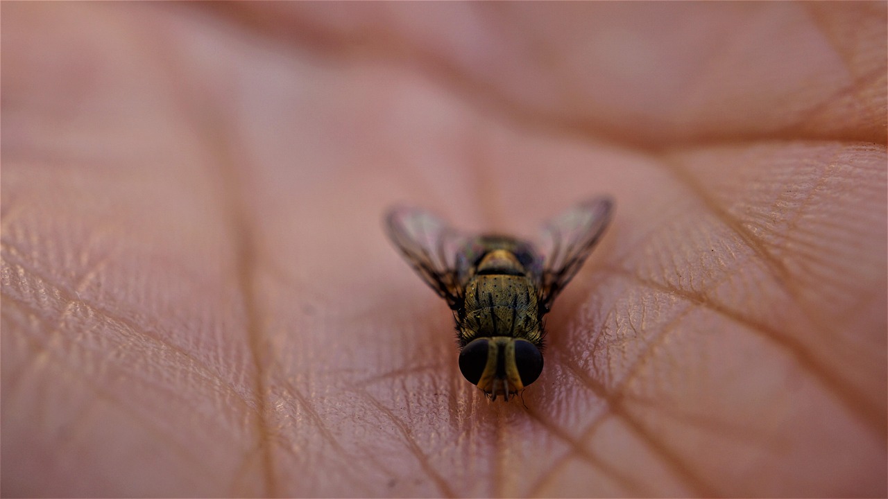 background, template, hand, woman, fly, skin surface, macro, close up, design, structure, skin color, common housefly, insect, two-winged, biodiversity, folds, wing, eyes, body, insect portrait, animal portrait, nature, garden, small