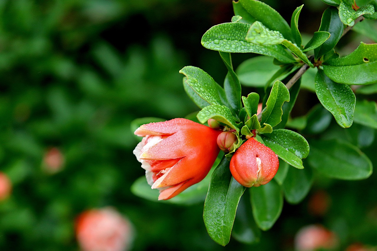grenadier, flower of pomegranate tree, tree, color orange-pink, foliage, mediterranean climate, grenade, fruit, grenadine