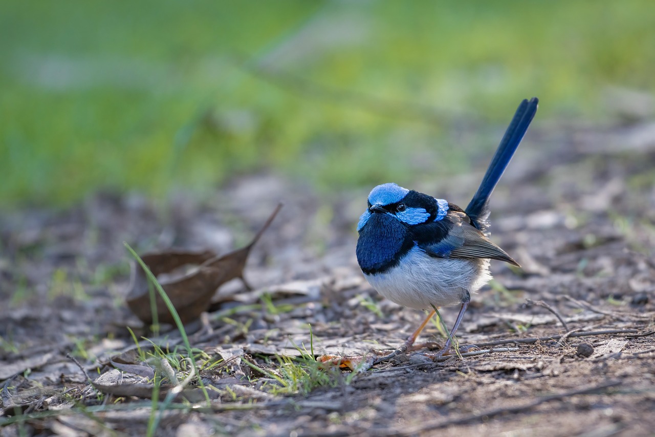 superb fairywren, bird, animal, fairywren, wren, malurus cyaneus, blue wren, nature, wildlife, wild, bird watching, ornithology, avian, male bird, australian