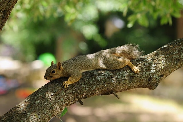 squirrel, nature, animal, wildlife, rodent, tree