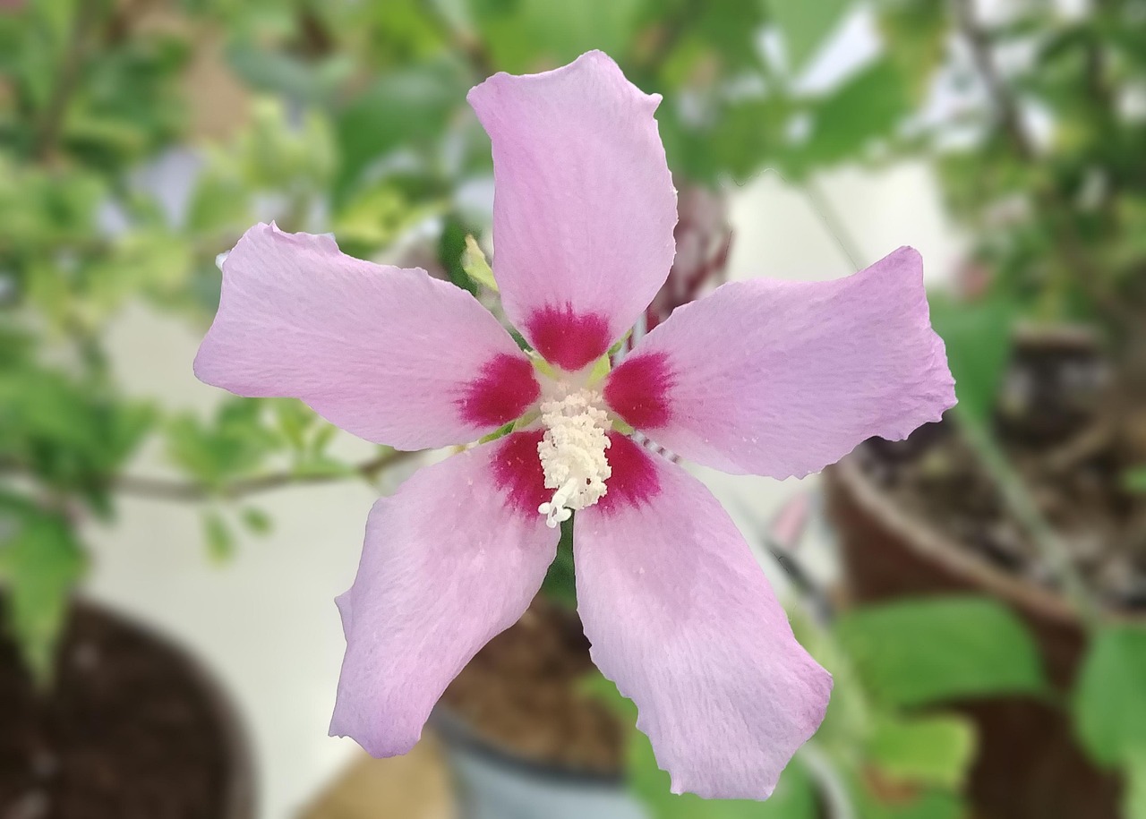 rose of sharon, drunk, hongdan center, chickweed, korean chrysanthemum, sejong city, korea